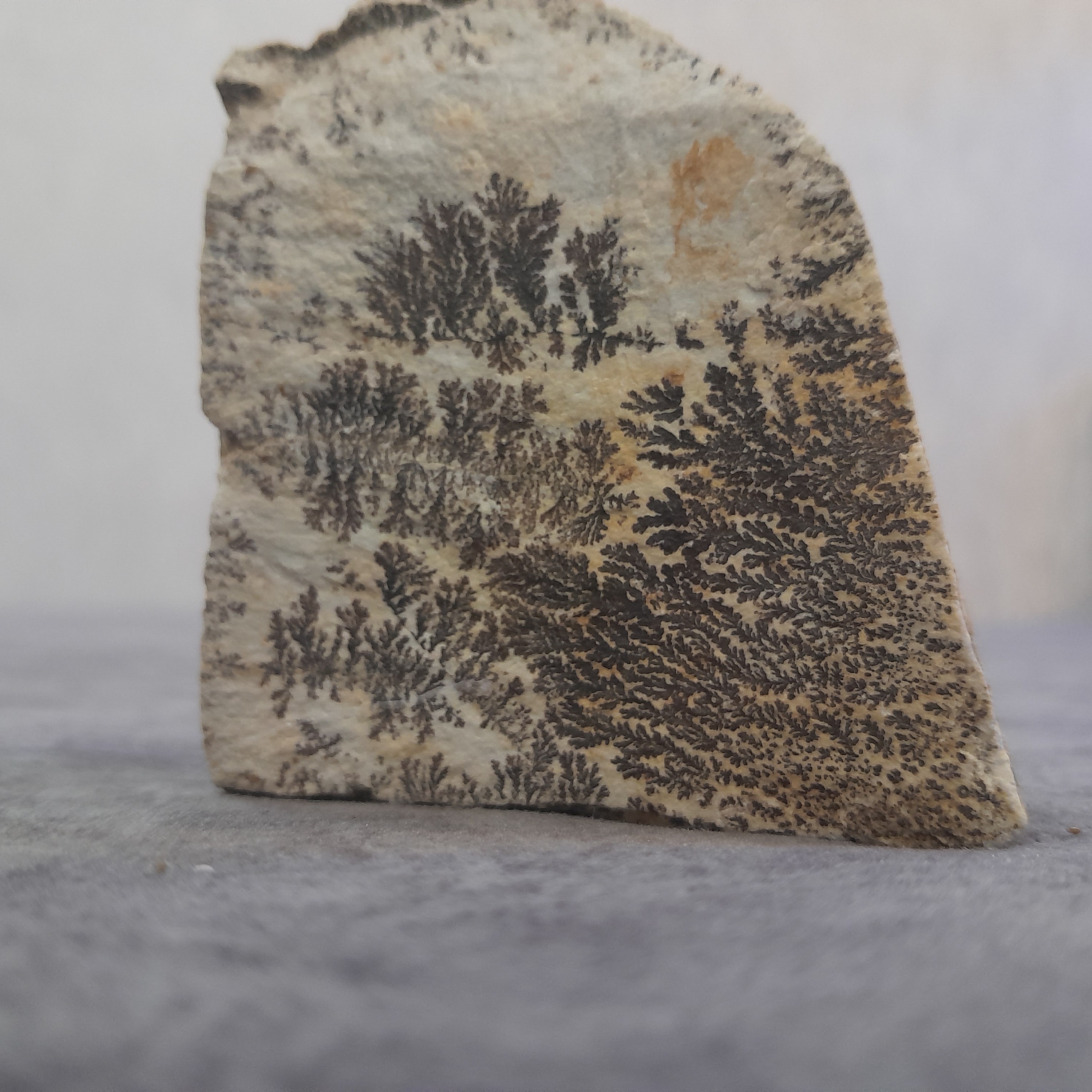 سنگ دنتریت فسیل شجری