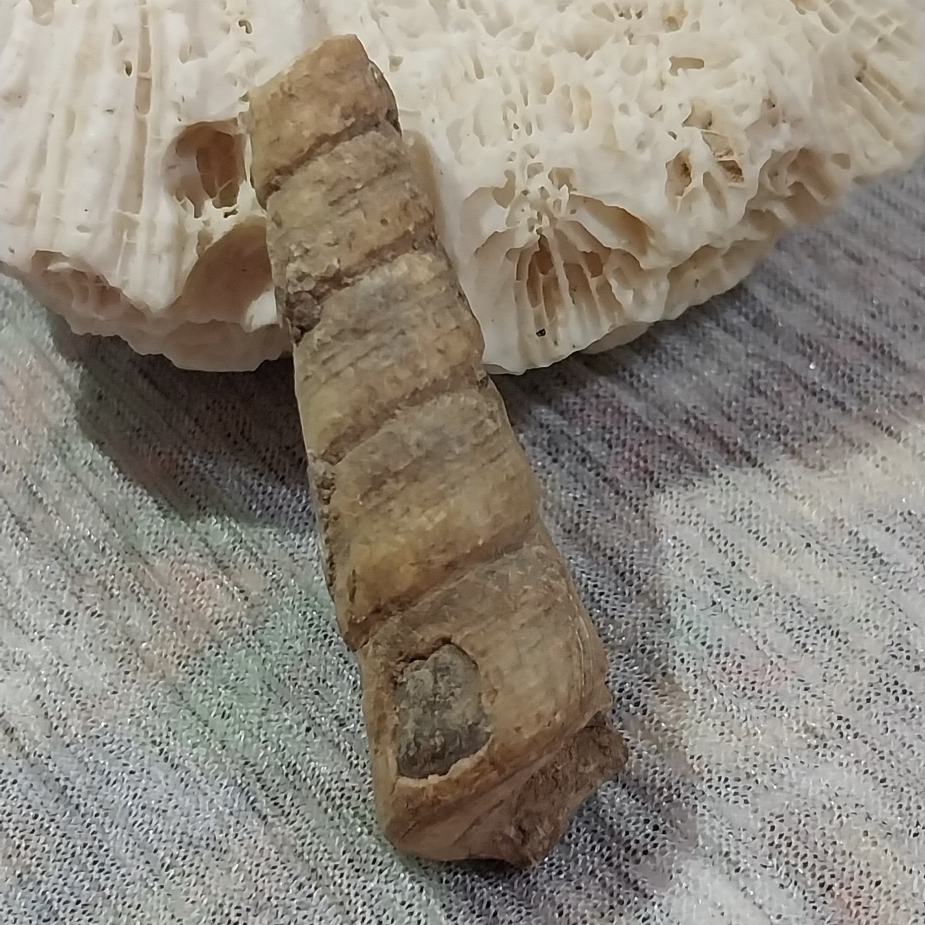 عرج الجبل زیبا اصل و طبیعی