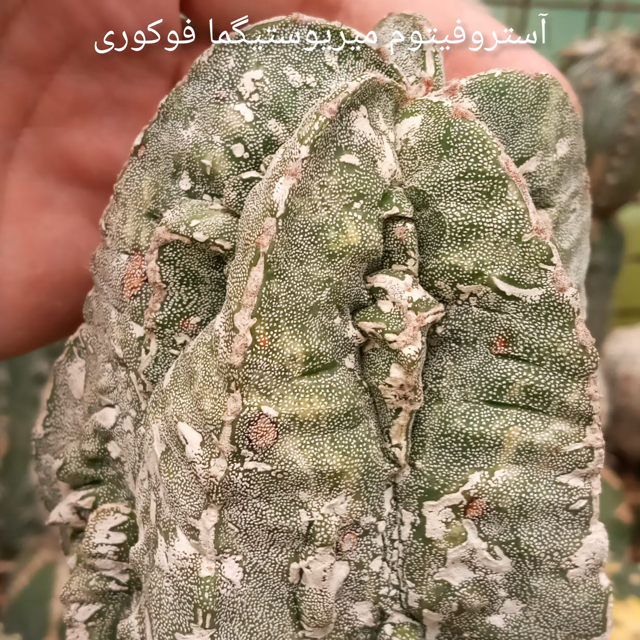 بذر کاکتوس آستروفیتوم میریوستیگما فوکوری 