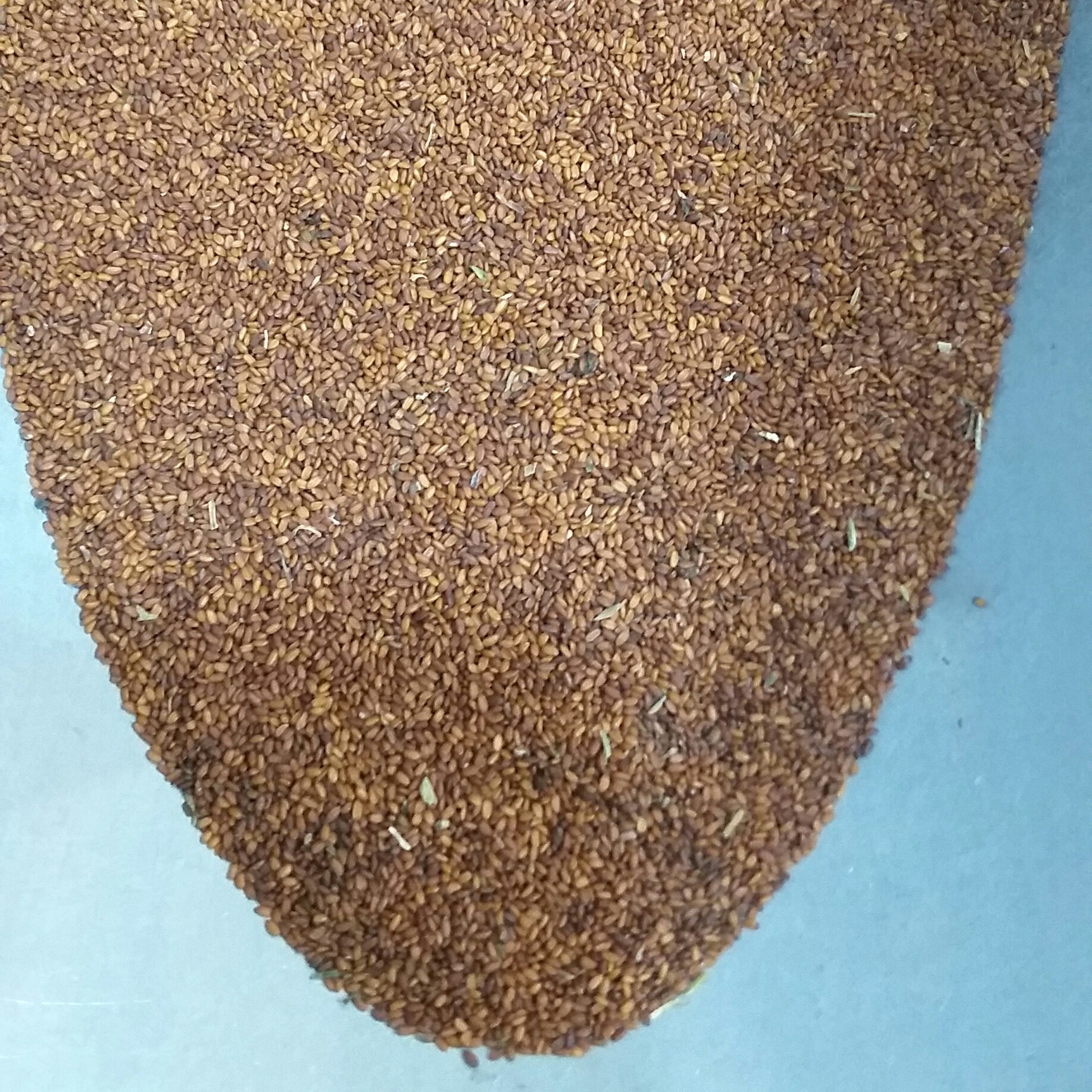 خاکشیر رسیده تر( رنگ تیره ) 500گرم خالص دربسته بندی سلفونی  بدون سنگ ریزه و فقط نیم درصدپوشال دارد