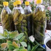 خیارشور محلی ، ارسال رایگان به سراسر کشور