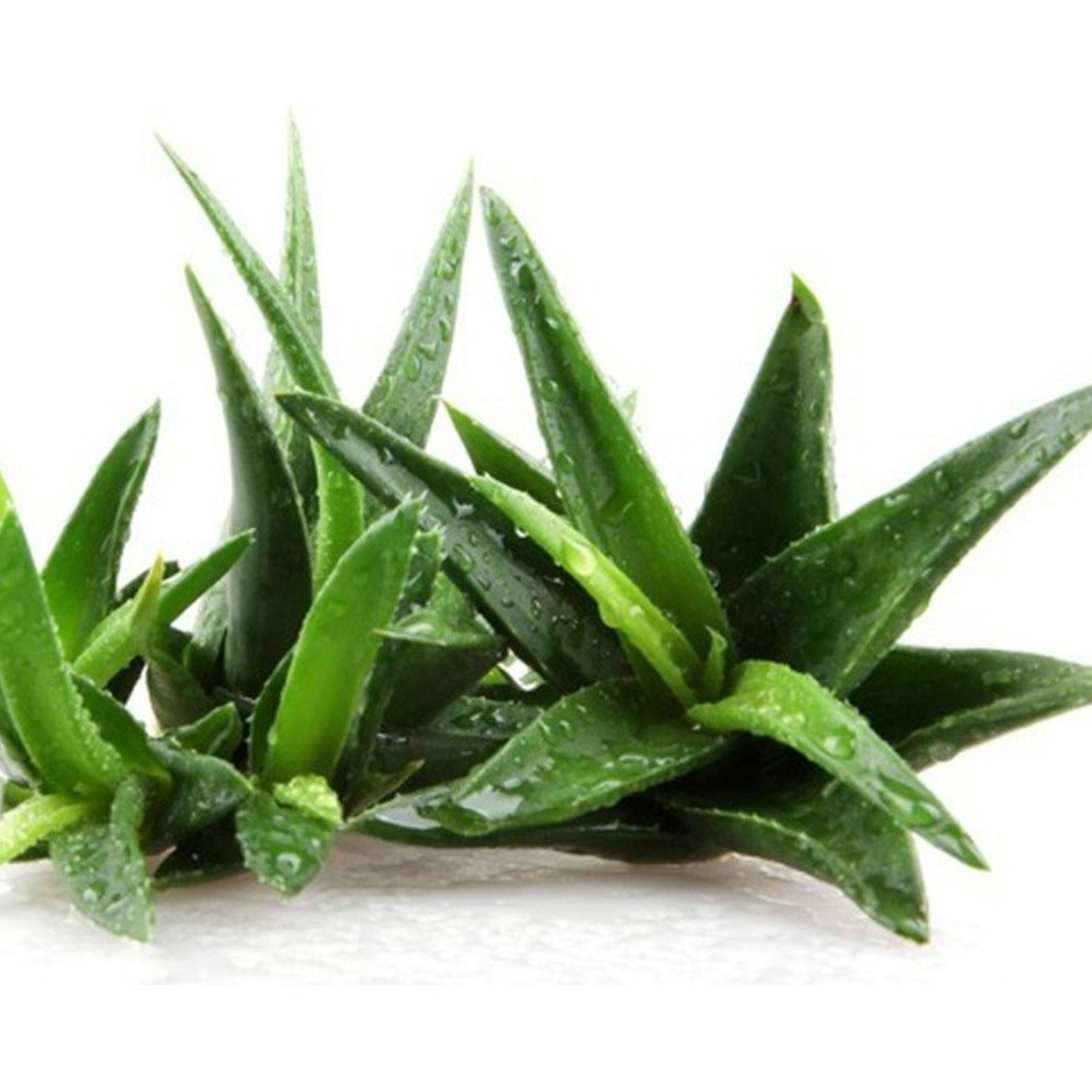 عرق آلوئه ورا