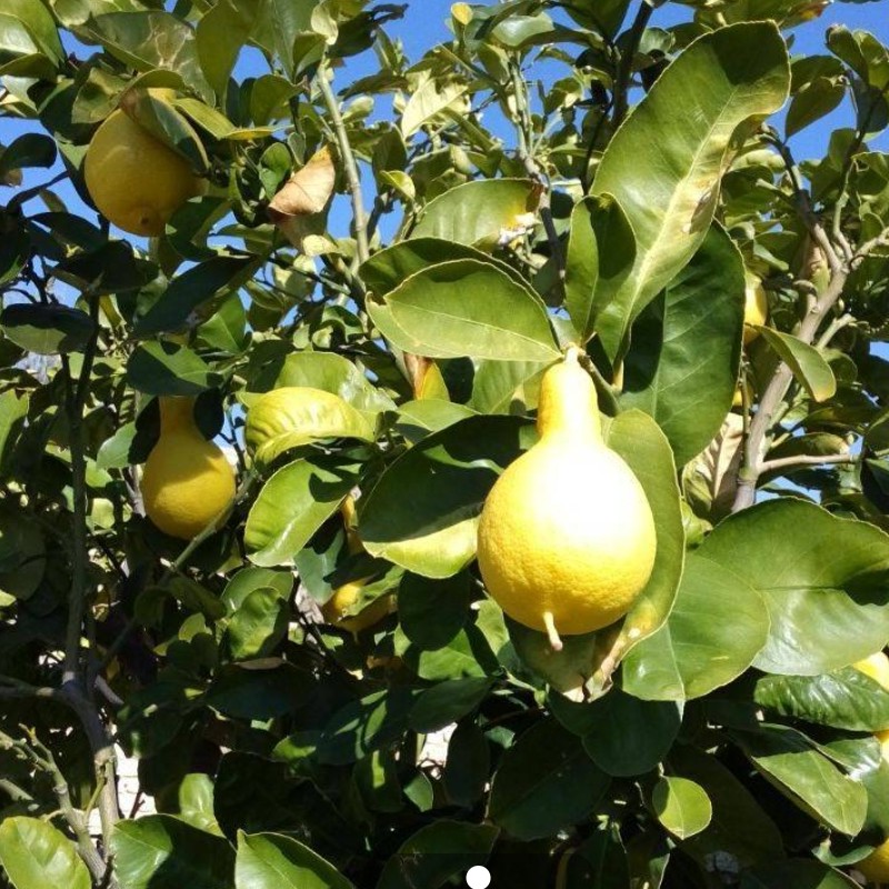 نهال لیمو گلابی