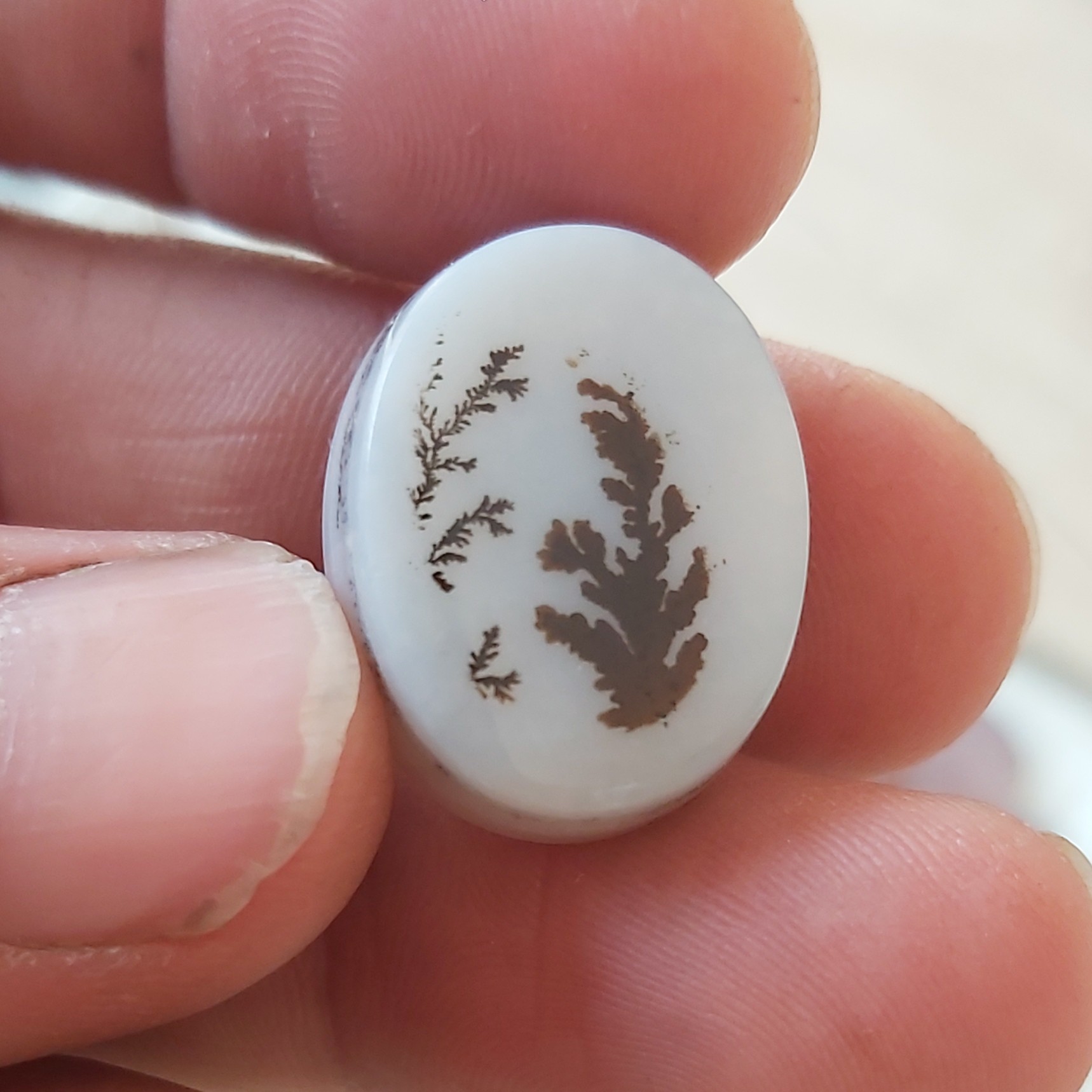 عقیق شجر  تک درخت یمن چند پوست