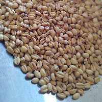 گندم برشته