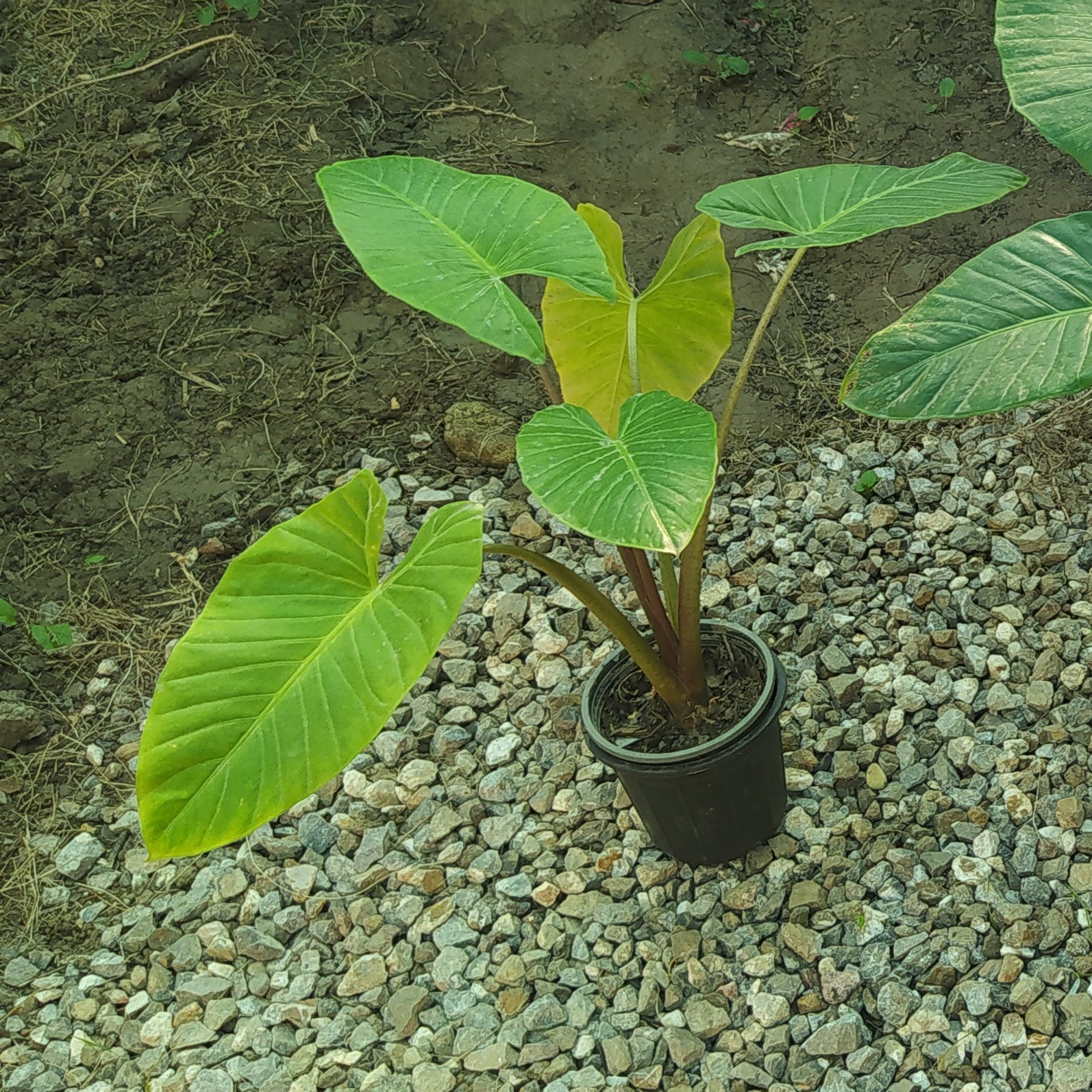 باباآدم سطل 3( فقط باربری ارسال میشه )درصورت پست مسیولیت با مشتری 