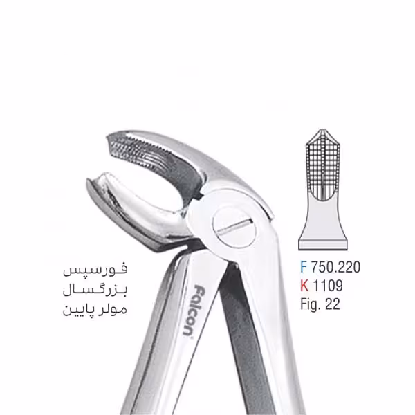 فورسپس بزرگسال مولر پایین - کوشا