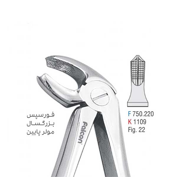 فورسپس بزرگسال مولر پایین - کوشا