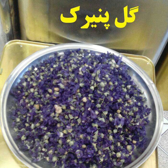 گل پنیرک