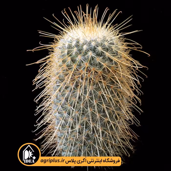 بذر کاکتوس Mammillaria Magnifica