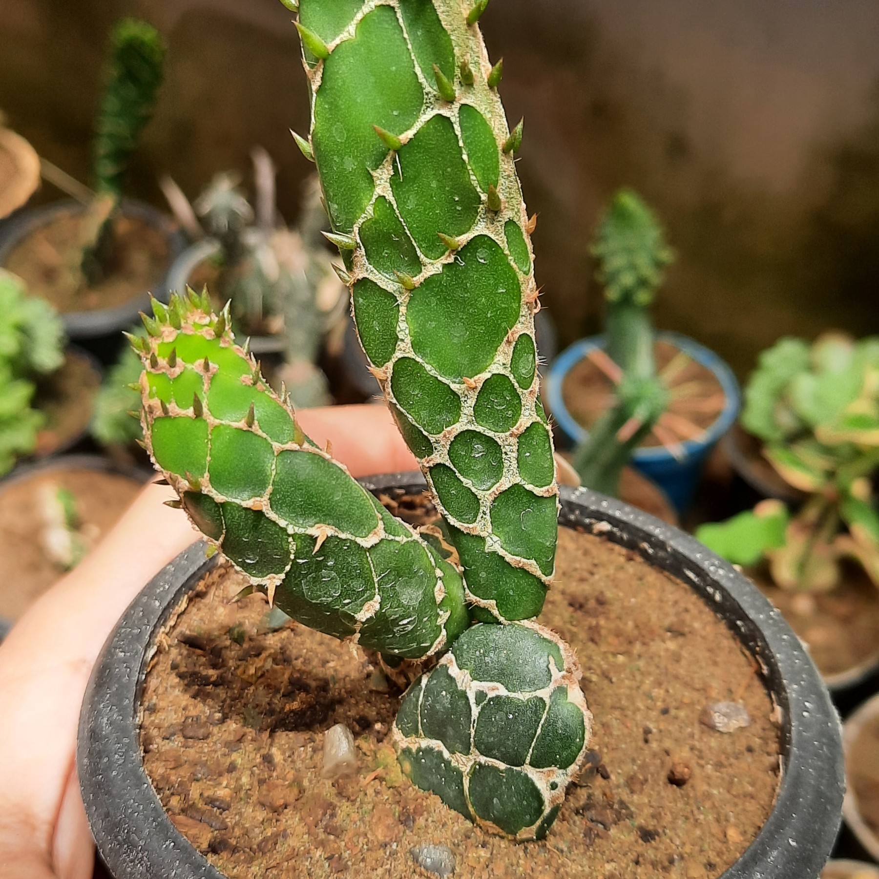 کاکتوس اپونتیا (V7)