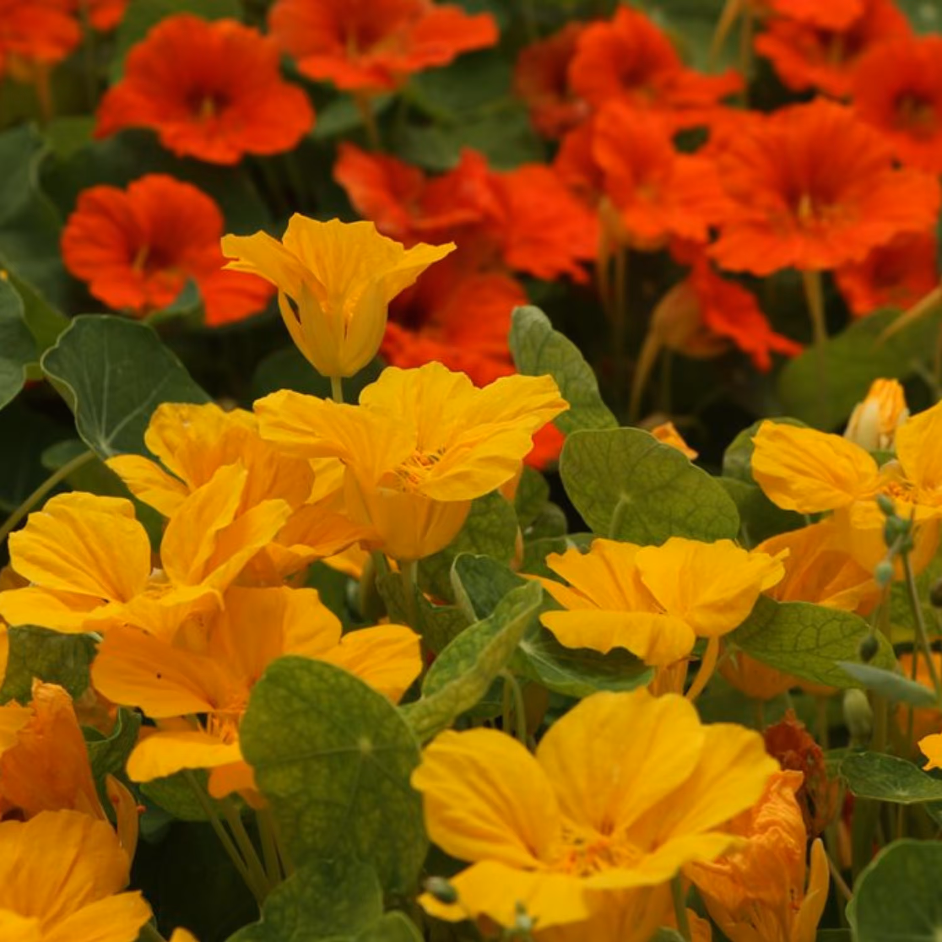 بذر گل لادن خوراکی بسته 25 عددی