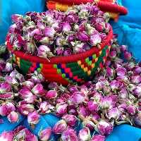 قاووت گل محمدی