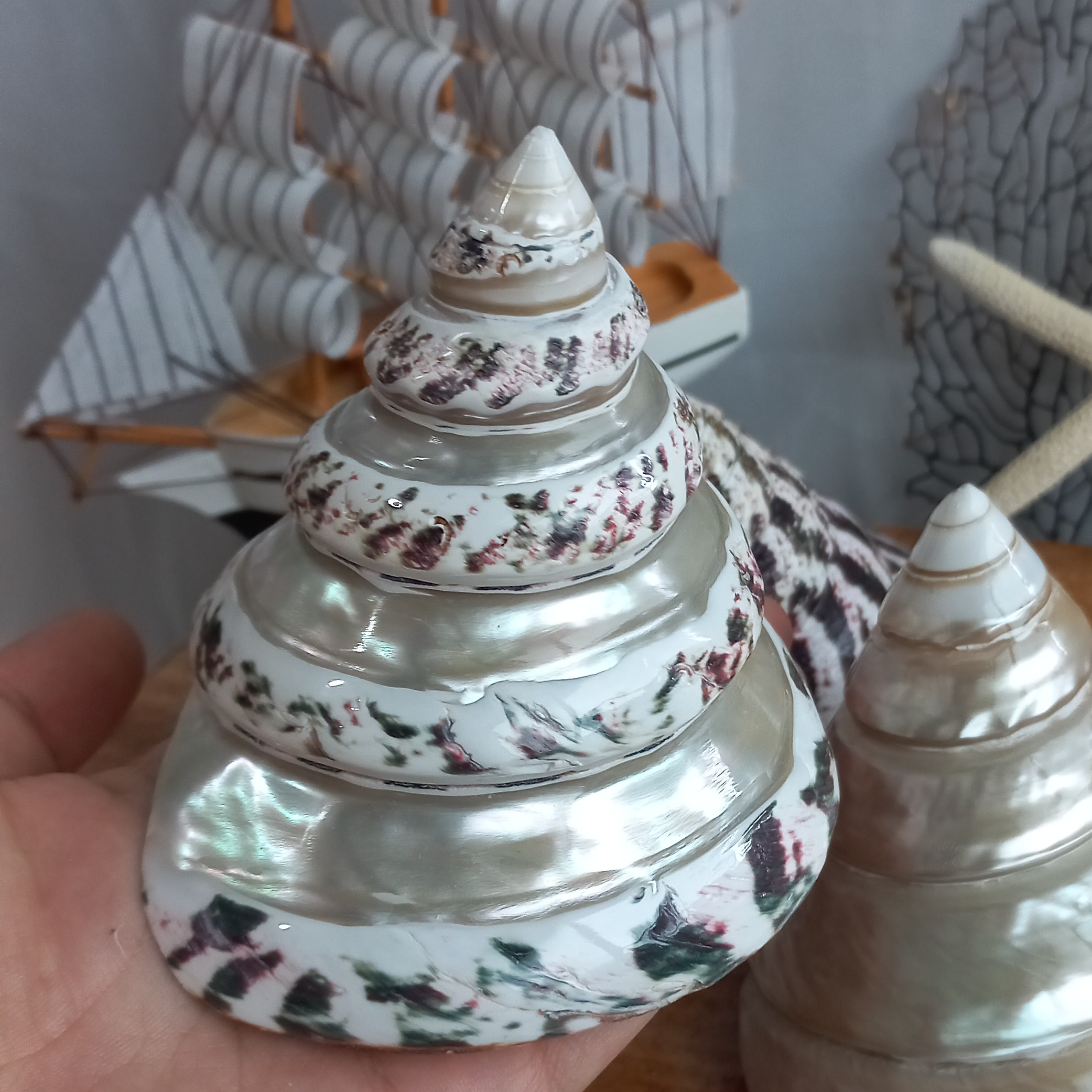 صدف مخروطی  (دورنگ )