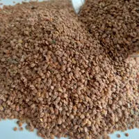 قدومه شیرازی (تخمه سرخو یا تودری)کشت مزرعه دادکین