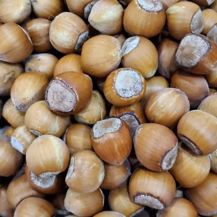 فندق خام با پوست ممتاز یک کیلو گرمی