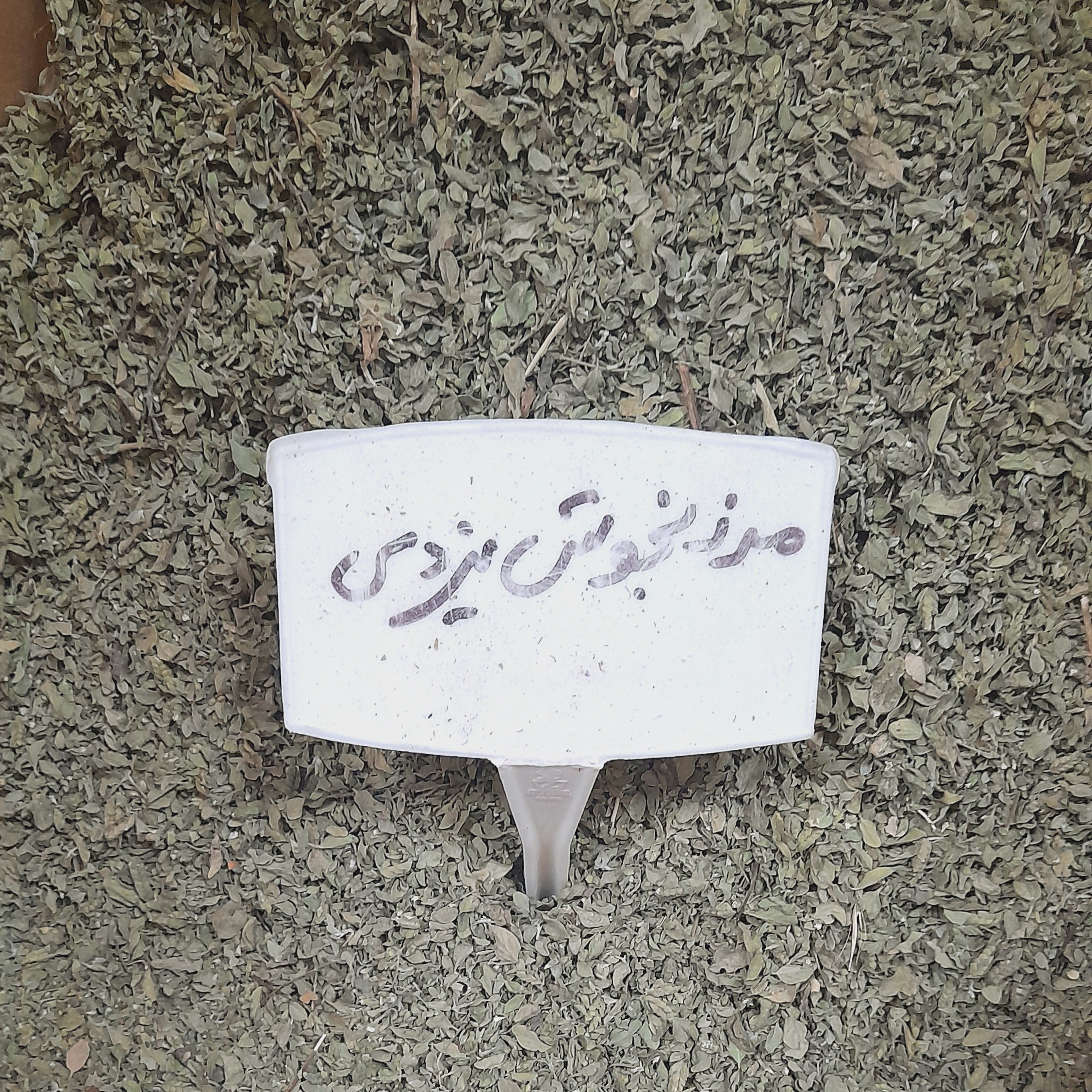 مرزنجوش یزدی فله