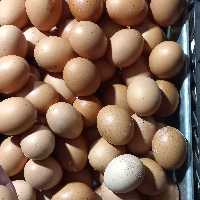 تخم مرغ و اردک محلی