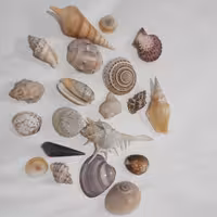 صنایع دستی صدفی،صدف های تزئینی  کد c01