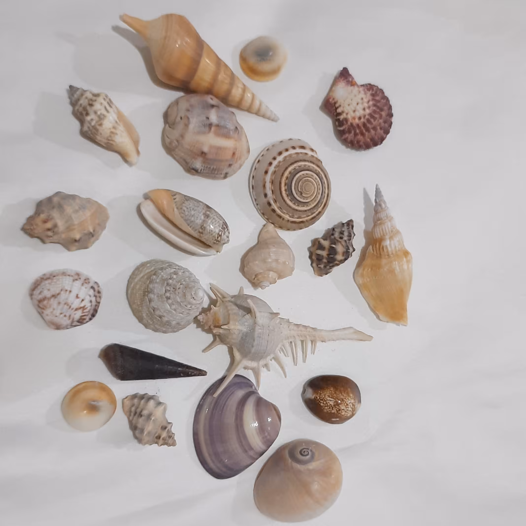 صنایع دستی صدفی،صدف های تزئینی  کد c01