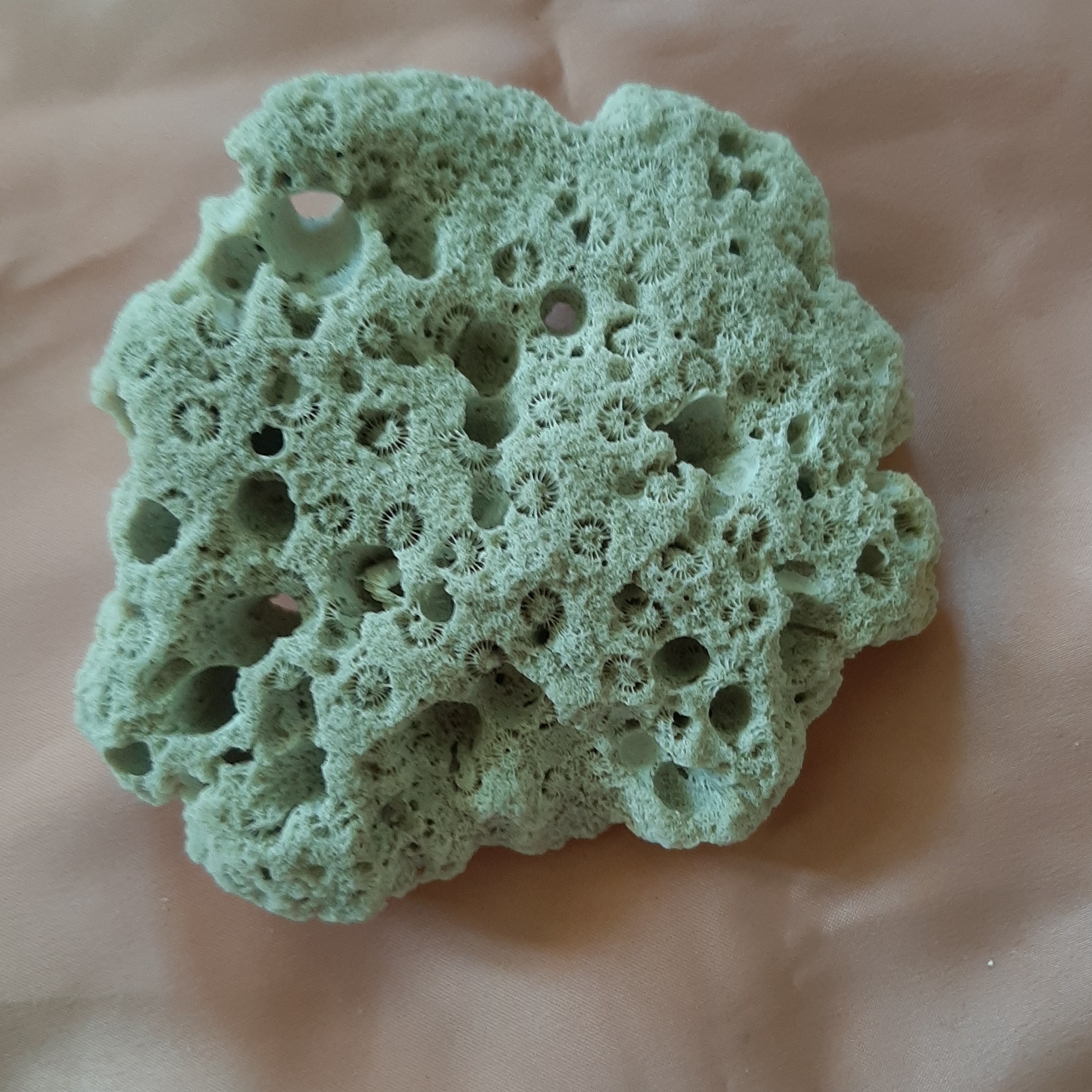 مرجان دریایی سفید 