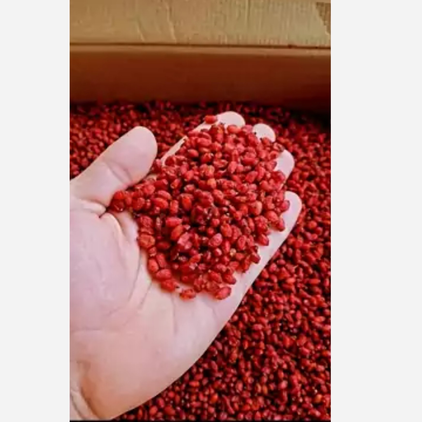 زرشک پفکی امسالی اعلا ( مستقیم از کشاورز ) در بسته بندی  یک کیلویی و بصورت کلی و کارتنی 