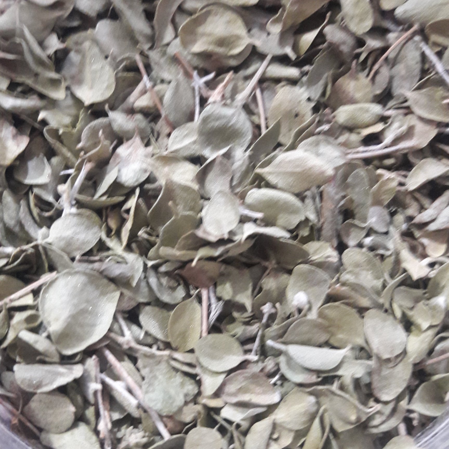 آویشن شیرازی