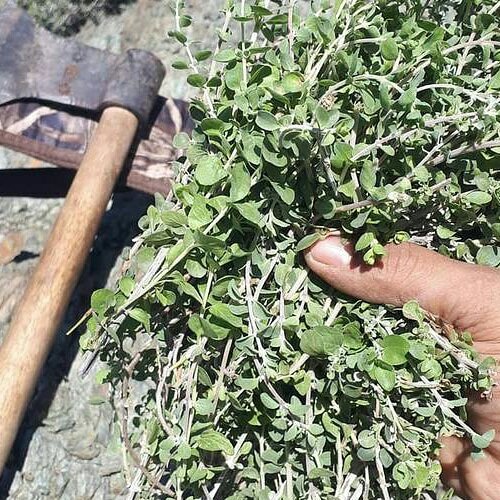 آویشن شیرازی خشک