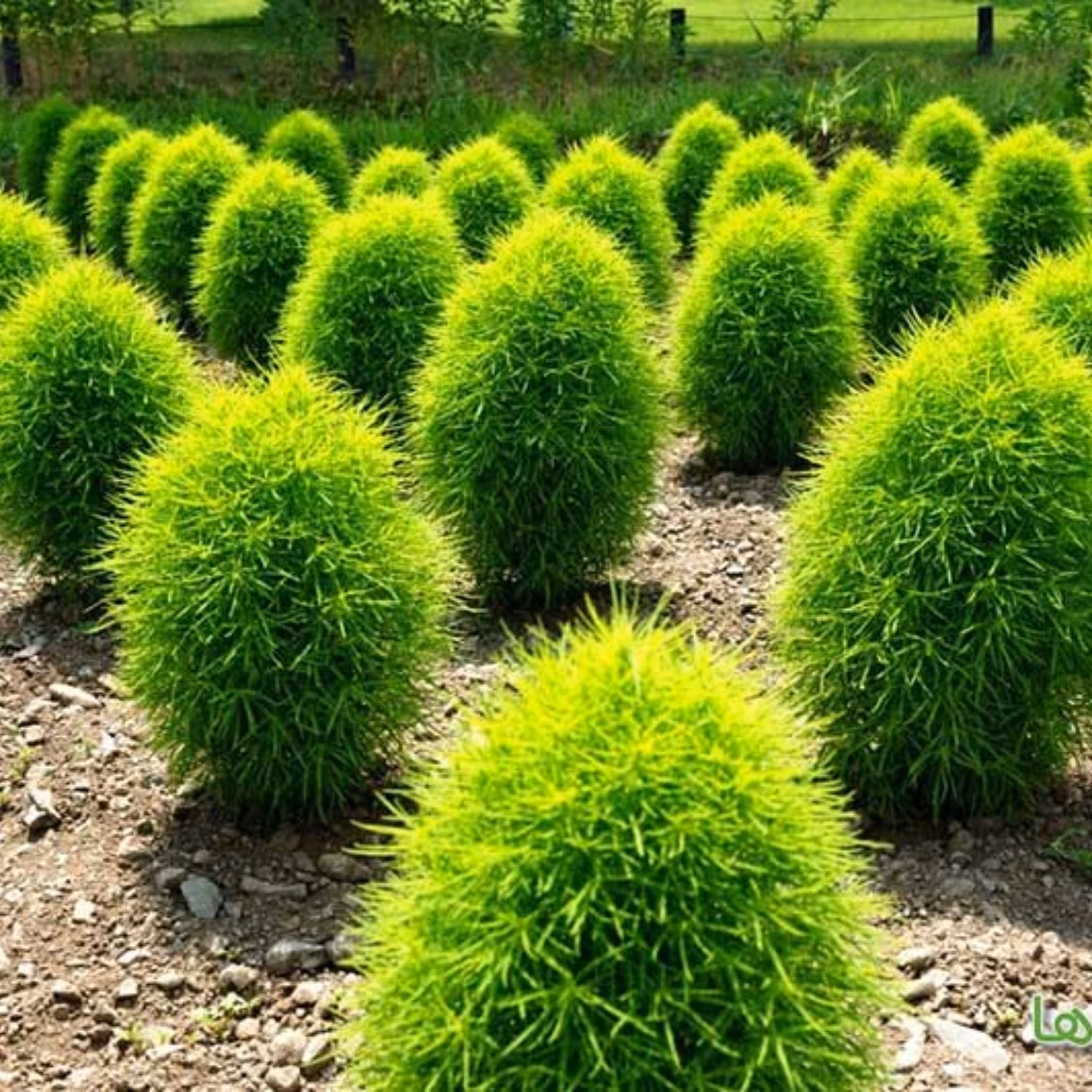 بذر درختچه جارو 1 گرمی