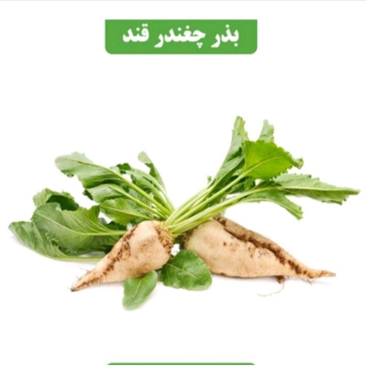 بذر چغندرقند (100 گرمی )عطار بانو