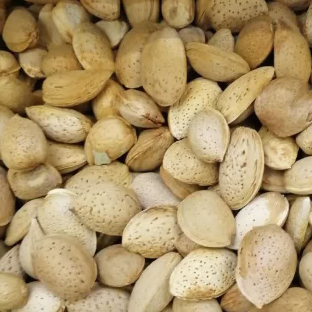 بادام سنگی محصول دیم امساله بسیار خوش طعم و مزه