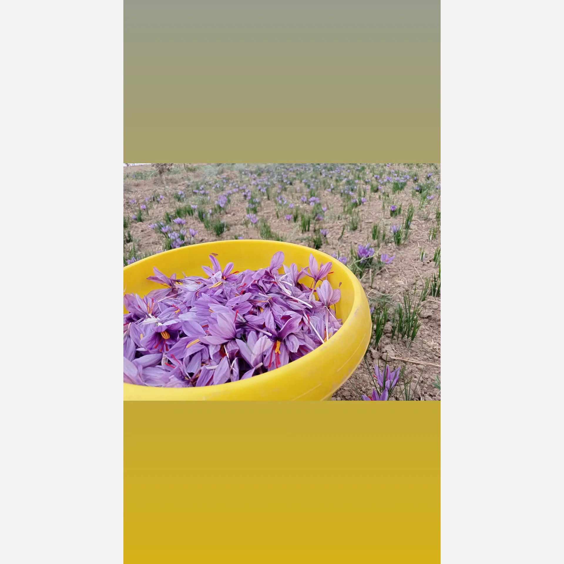 زعفران سرگل 3 گرمی با بسته بندی پاکتی