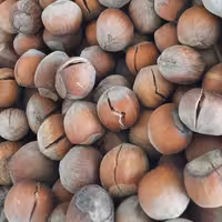 فندق خام امسالی