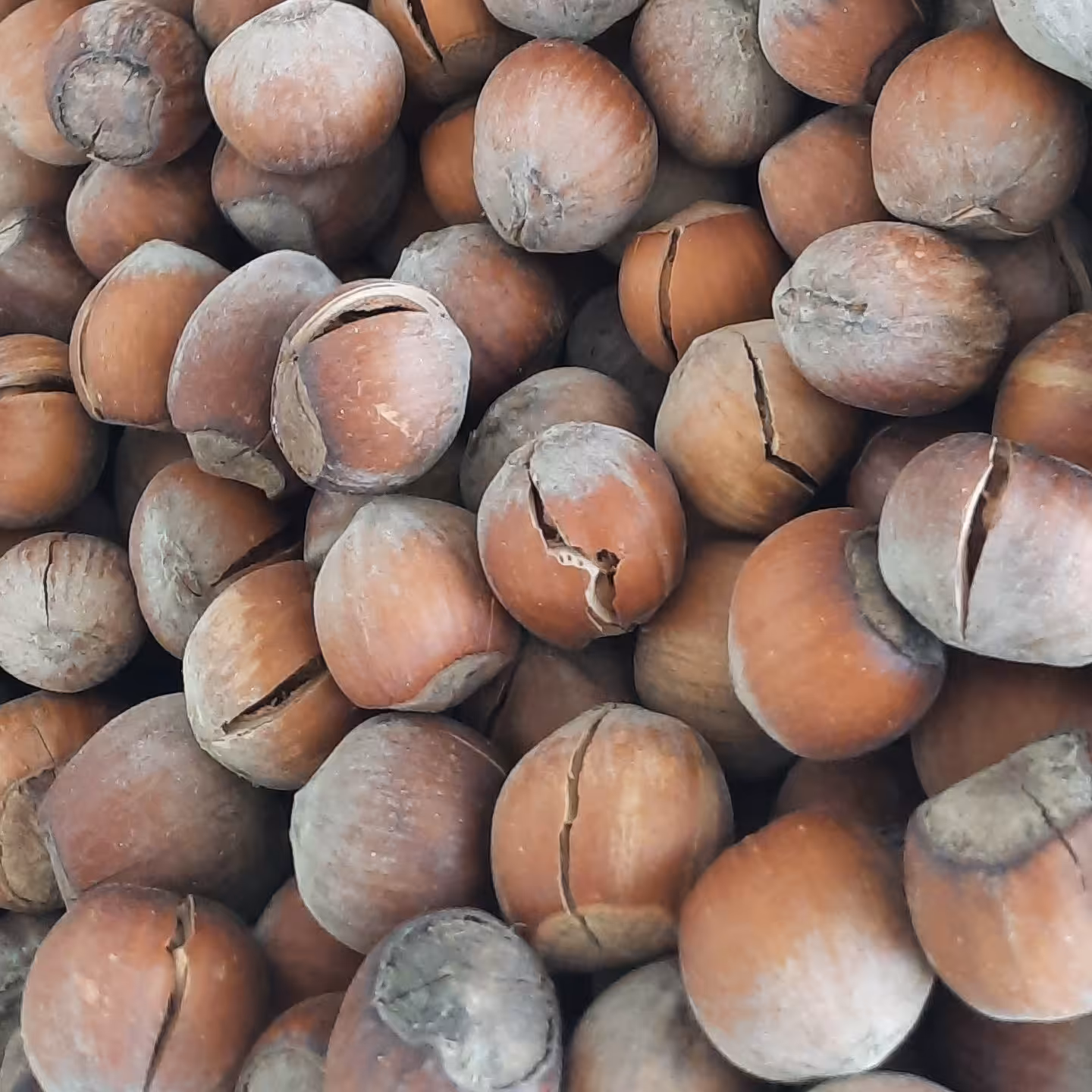 فندق خام امسالی