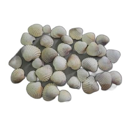 صدف دریایی ساده