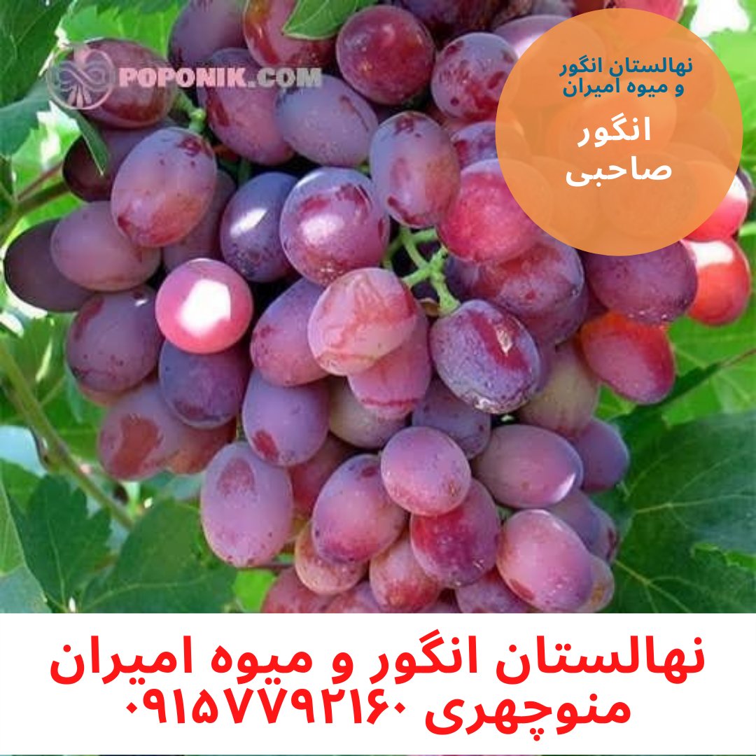 نهال گلدانی انگور صاحبی (تکی)