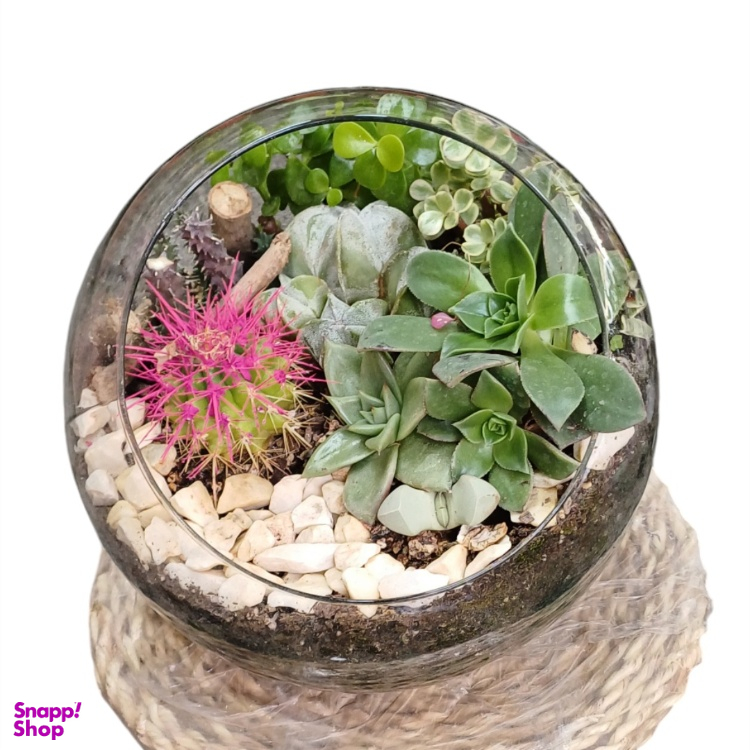 تراریوم کد 20047