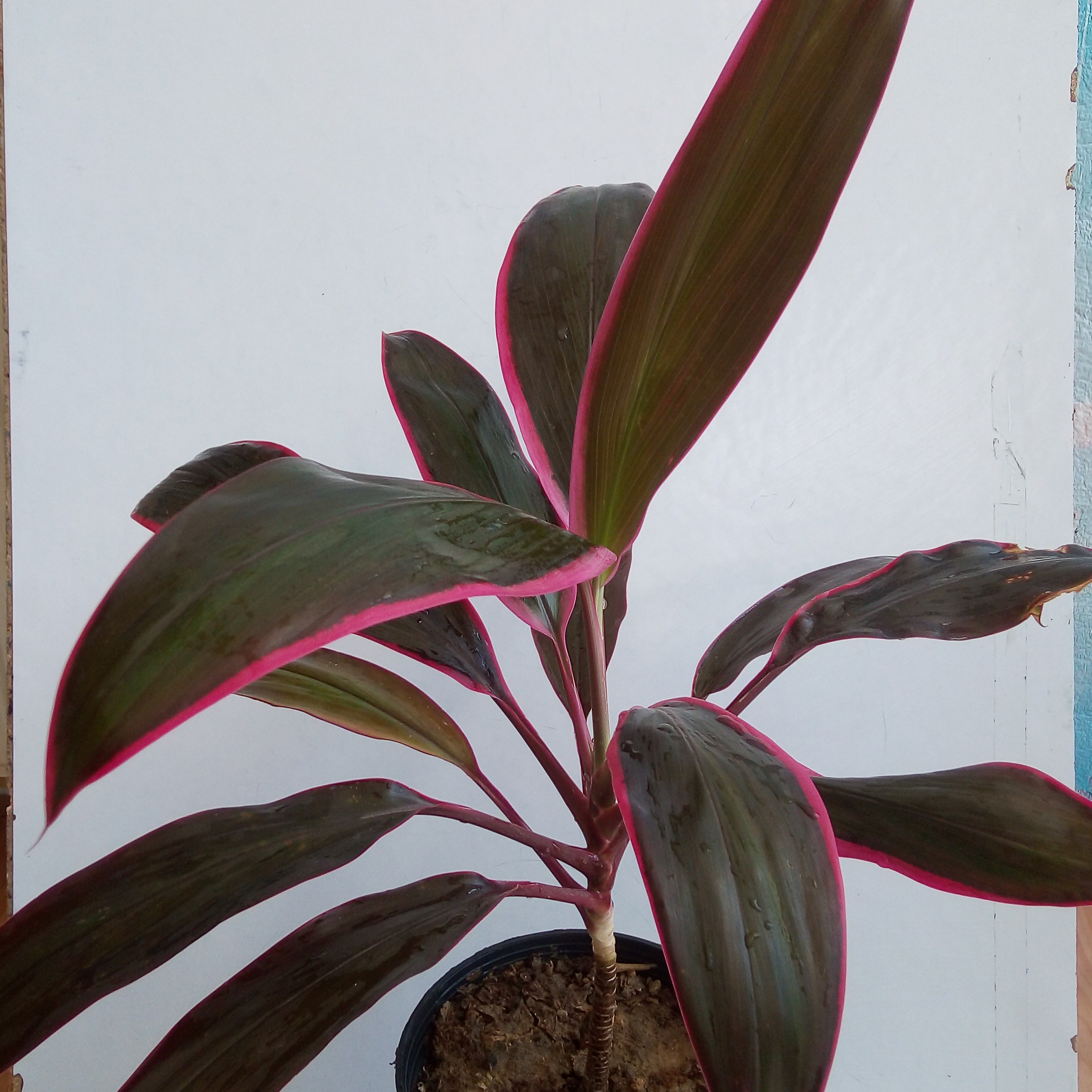 گلدان کردین با حاشیه ی صورتی رنگ از برگها معروف به عروس پاییز