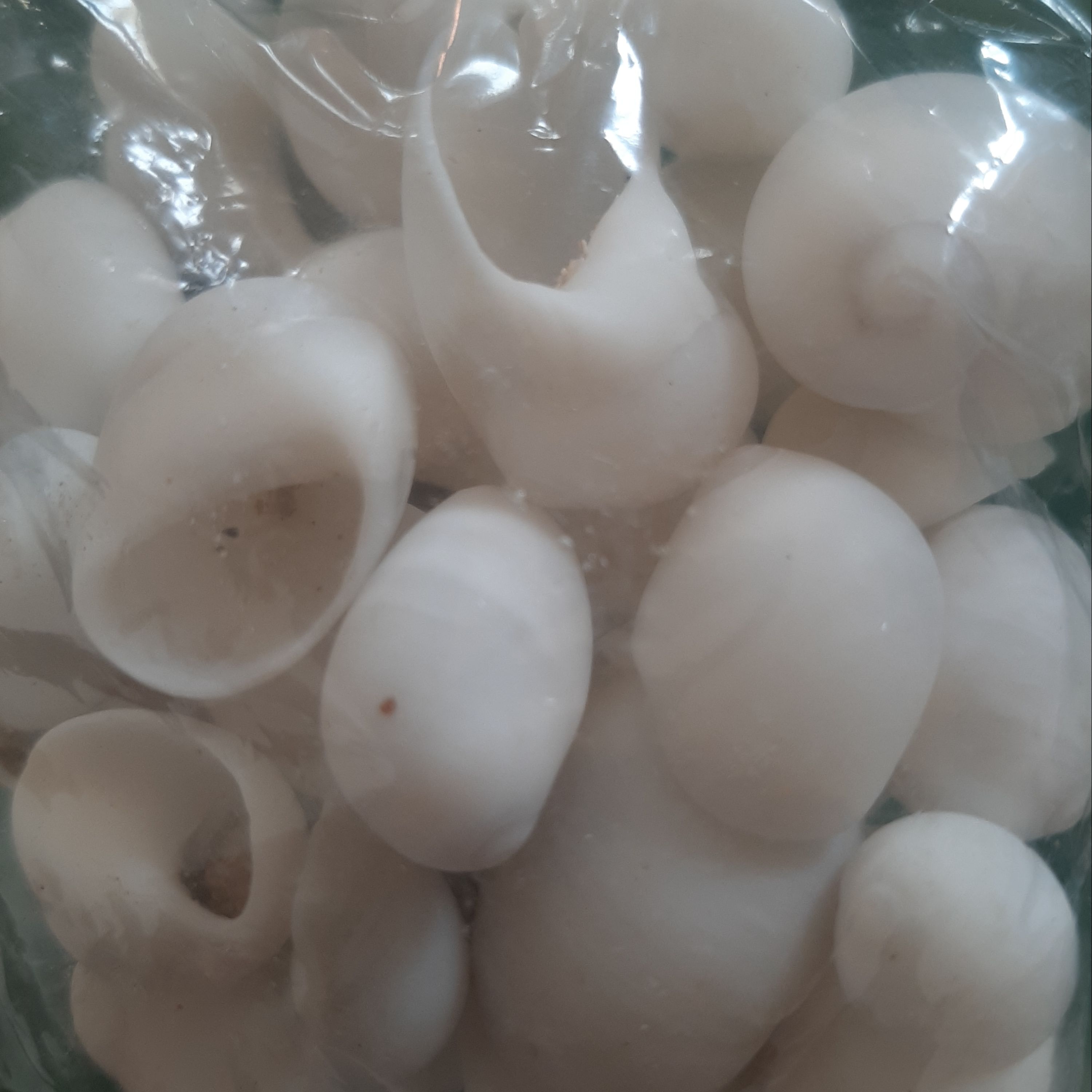 صدف 30 عددی میکس ریز و درشت سفید