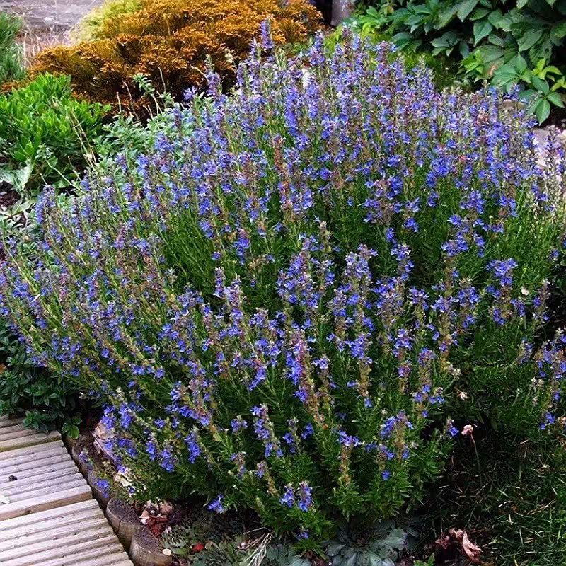 بذرآماده کشت گیاه زوفا  (5 بسته 1 گرمی)
