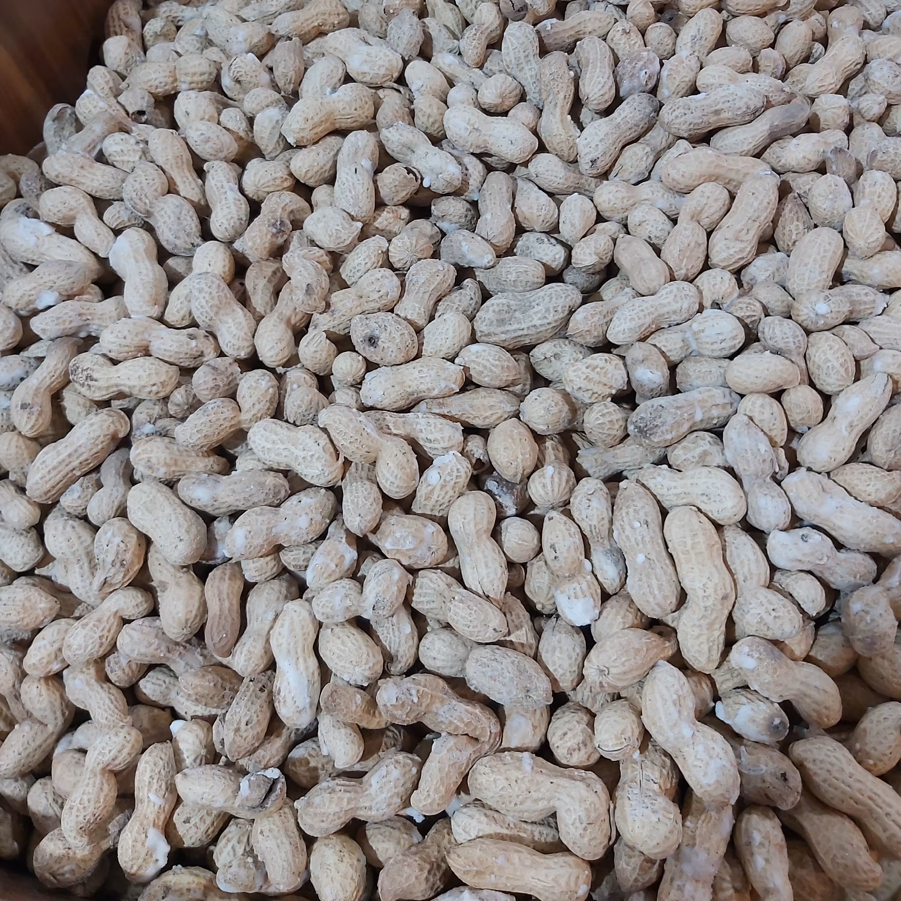 بادام زمینی