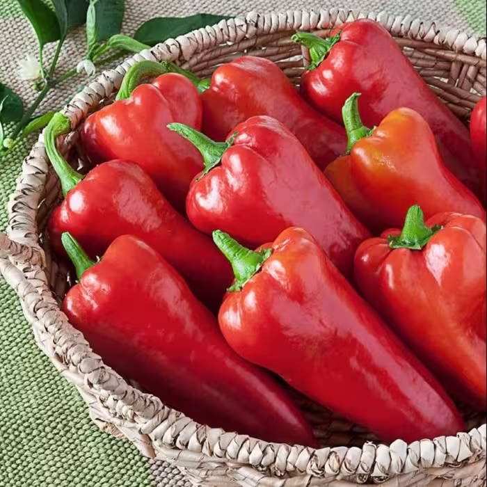 بذر فلفل گوشتی چیلی تند بسته 20 عددی