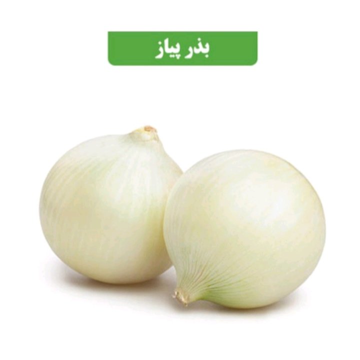 بذر پیاز سفید عطار بانو