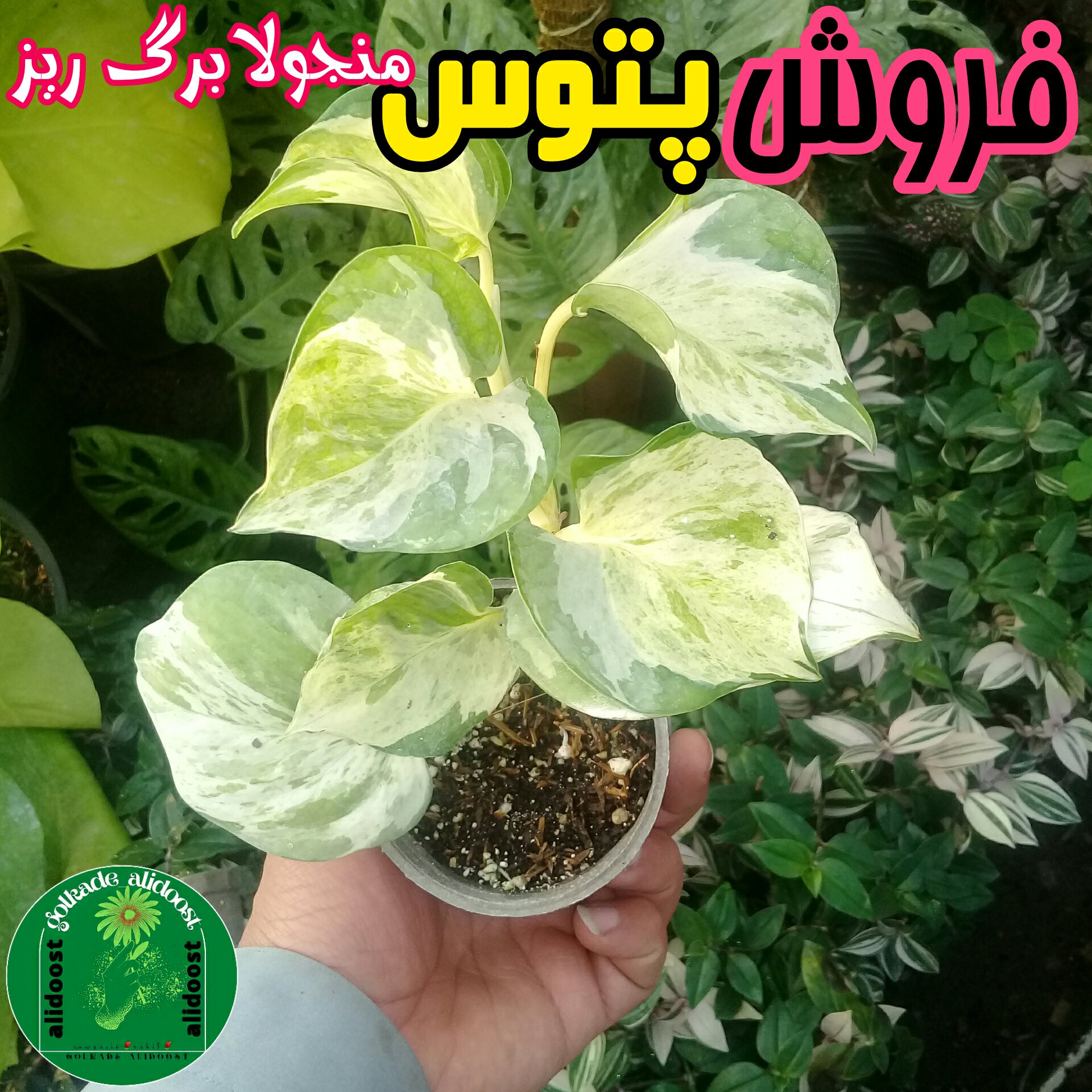 پتوس منجولا برگریز