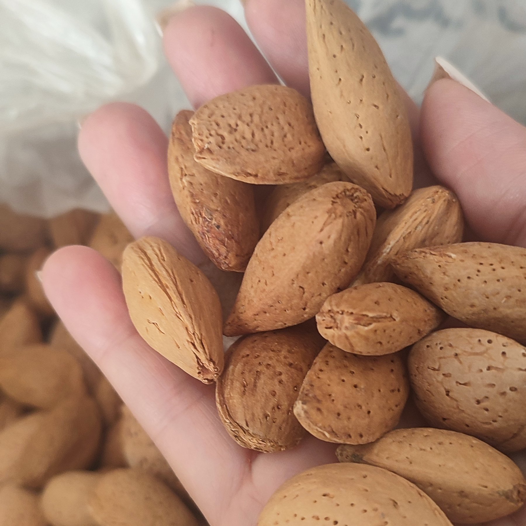 بادام سنگی پوست نازک