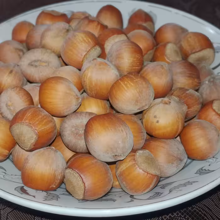 فندق تک پوست خام اشکوراتِ رحیم‌آباد برداشت 1400 (500 گرمی)