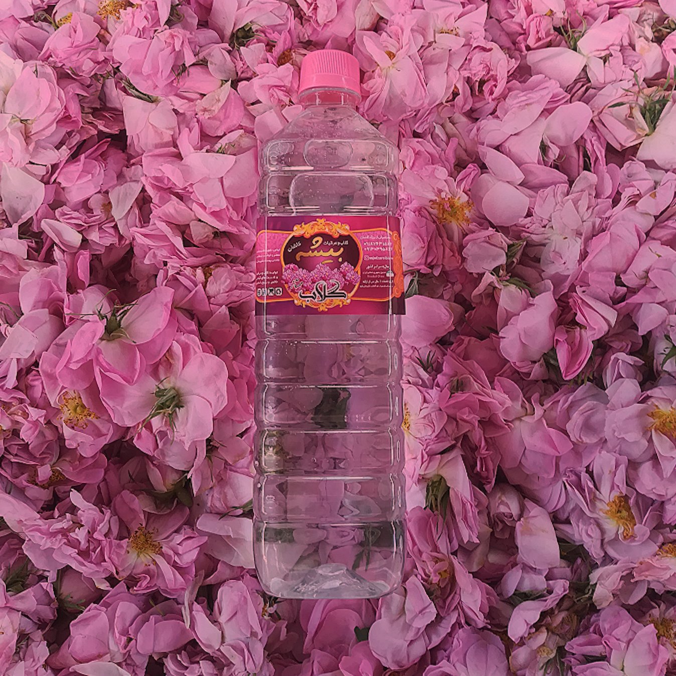 گلاب (10عیار)عطر و طعم ملایم  بیشه