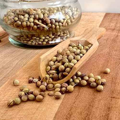 تخم گشنیز 100 گرمی