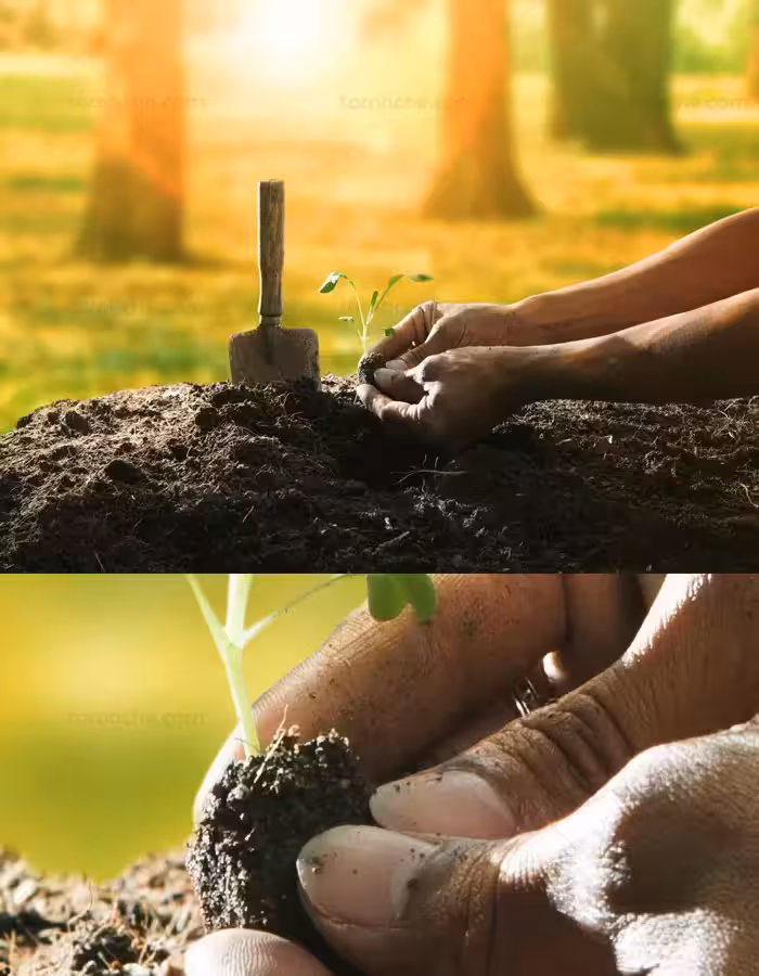 عکس با کیفیت طرح مفهومی کاشت نهال - گرافیک با طعم تربچه