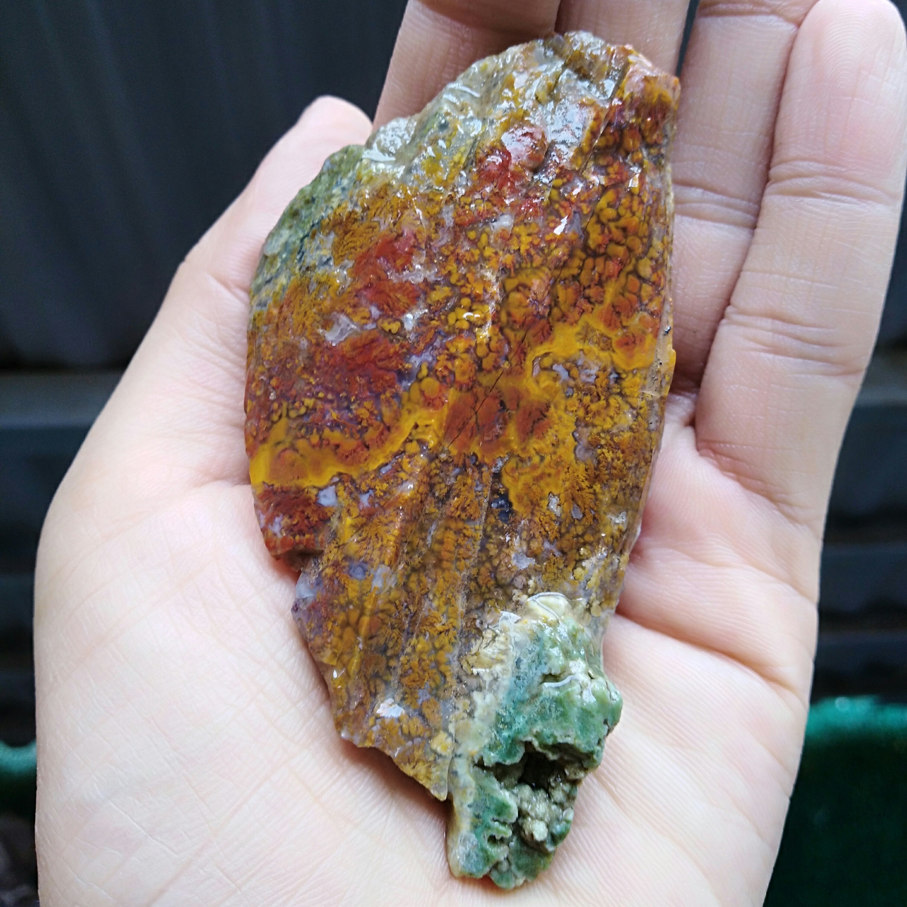 راف شجر پاییزی بسیار زیبا کاملا طبیعی